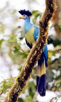 奇怪的鸟,揭秘奇异鸟类的神秘世界